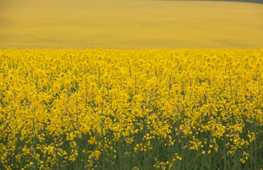 Obraz premium Rapeseed field with yellow. canola field in bloom in spring. Plant for green energy. Biofuel produced from rapeseed