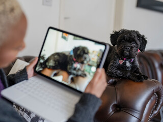 Woman filming Shih Tzu Poodle on digital tablet during video call with vet - obrazy, fototapety, plakaty