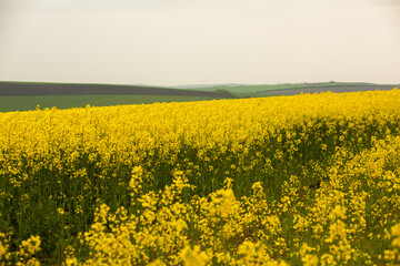 Fototapeta premium Rapeseed field with yellow. canola field in bloom in spring. Plant for green energy. Biofuel produced from rapeseed