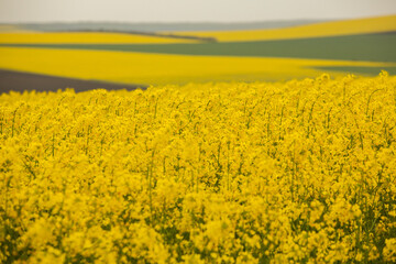 Fototapeta premium Rapeseed field with yellow. canola field in bloom in spring. Plant for green energy. Biofuel produced from rapeseed