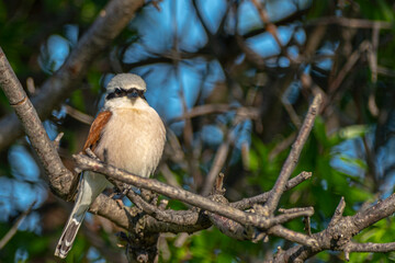 great spotted woodpecker on a branch