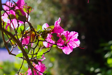 Selective focus. Rhododendron. Spring floral background.