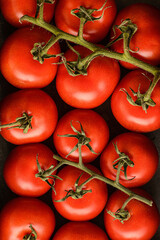 tomatoes on branch the food background