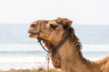 Portrait of a camel near the sea.