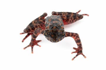 Bleeding Toad or Leptophryne cruentata closeup on isolated background, Leptophryne cruentata closeup on isolated background