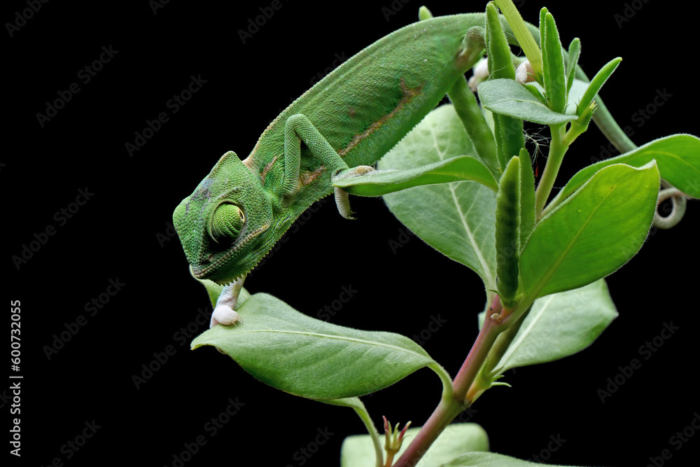 Wall mural baby chameleon veiled on branch, baby veiled chameleon closeup on green leaves