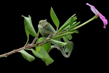 Baby chameleon veiled on branch, Baby veiled chameleon closeup on green leaves