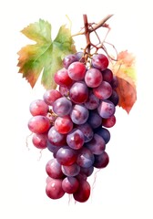 Watercolor illustration of a bunch with red grapes isolated on white background. Generative AI.