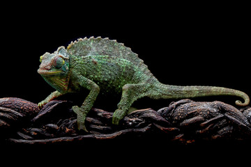 Female Chameleon jackson walking on branch with black background, Female Chameleon jackson on branch 