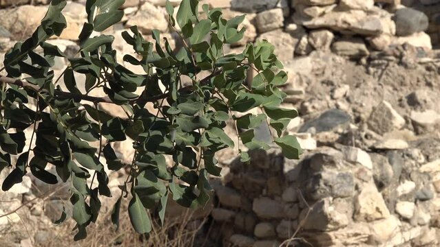 Close-up of leaves and stones inside Choirokoitia, a small neolithic site that is the earliest permanent human settlement in Cyprus
