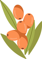 Sea Buckthorn Branch