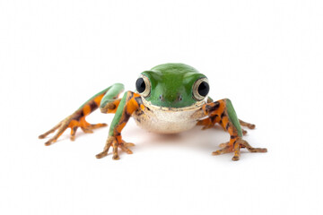 Phyllomedusa hypochondrialis closeup on white background