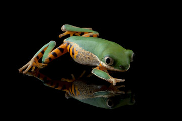 Naklejka premium Phyllomedusa hypochondrialis closeup on black background, Northern orange-legged leaf frog or tiger-legged monkey frog closeup 