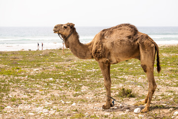 Camel near the sea.