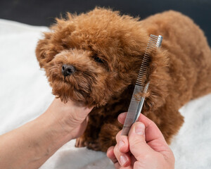 Woman combing a toy poodle during a haircut in a grooming salon. 