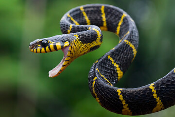 Boiga snake dendrophila yellow ringed closeup, Head of Boiga dendrophila, animal closeup