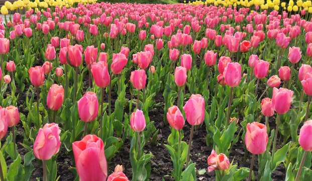 Candy pink tulip flowers on a spring day in park