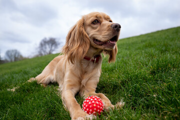 Photo of a Cocker Spaniel lying on a small green hill. The dog lies on the grass in the park with a small red ball near its paws.