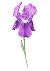 Iris purple flower, botanical illustration.