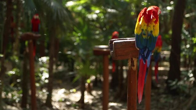 Back view of a beautiful scarlet macaw with bright red, yellow and blue plumage, and a group of parrots in the background