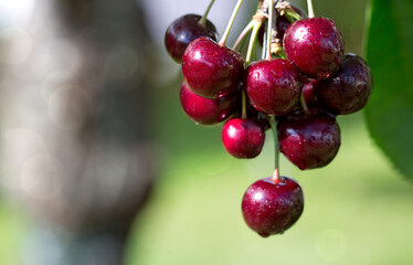 Branch of ripe cherries on a tree in summer garden