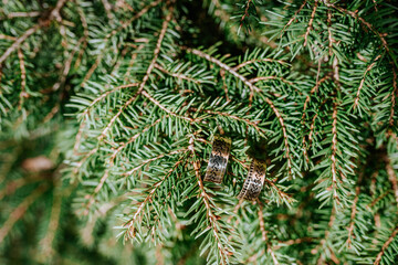 Gold wedding rings on a spruce branch
