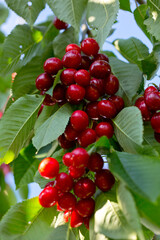 Cherry tree branch with ripe large fruits .