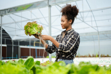  Asian couple of farmers inspects plants with a digital tablet In a greenhouse plantation.