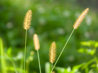 Foxtail grass in sunlight with green blurred background.