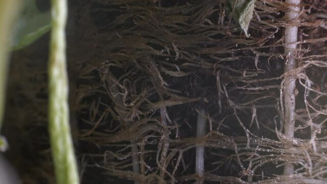 Macro shot of Active Plant root Microbes Moving
