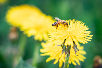 Small pollen-smeared bee on a yellow flower. Pollinator bee feeds on a dandelion. Importance of bees, environmental protection and climate emergency. Honey production and animal behavior.