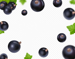 Black currant falling. Flying currant with green leaf on transparent background. Blackcurrant blurred 3D realistic vector. - 600737047