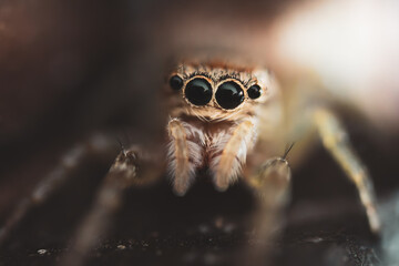 Big jumping spider in the dark. Macro photography, big eyes, sharp details. Beautiful portrait of female spider with big hairy fangs and long legs. Hunting small animals and arachnophilia.