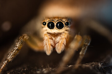 Big jumping spider in the dark. Macro photography, big eyes, sharp details. Beautiful portrait of female spider with big hairy fangs and long legs. Hunting small animals and arachnophilia.