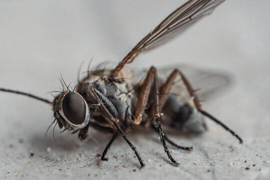 Macro photo of a dead fly. Flying insect lifeless on the ground. Cycle of nature, disease and death. Gnat with big eyes, six legs and long hair. Extreme close-up and high details.