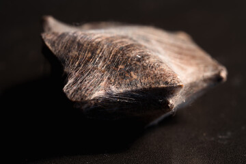 Large bed bug wrapped in a spider's web. Dead insect drained by a big hungry spider. Cruelty of nature and the animal world. Mummified invertebrate, animal behavior. Horror and distressing macro pic.