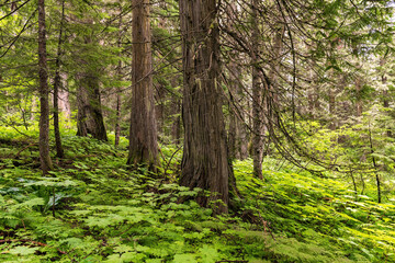Cedar trees and ferns inside Ancient Forest provincial park, Fraser River Valley near Prince George, British Columbia, Canada.