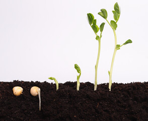 Sequence of grminating green pea seeds in soil