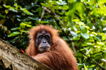 Ourangutan female observing from the roof  in the jungle