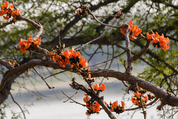 Red orange Palash flowers are blooming in spring season. Butea monosperma or parrot tree has vibrant flowers with beak like shape.