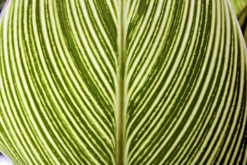 Elegant natural Vein Pattern on a Leaf.