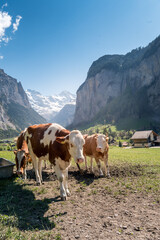 Fototapeta na wymiar swiss cows in Lauterbrunnen on a beautiful sunny spring day in the Bernese Alps