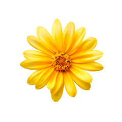 Yellow daisy flower isolated on white background. Flat lay, top view. Created with Generative AI tools