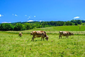 Naklejka na ściany i meble Grazing Cattle on a Pasture in Allgaeu, Germany