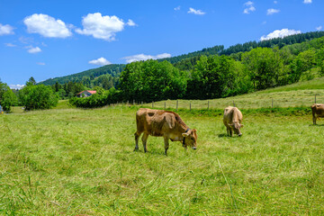 Grazing Cattle on a Pasture in Allgaeu, Germany