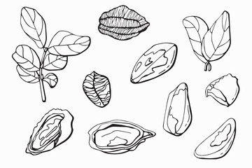 Brazil nuts set. Line art. White background, isolate. Vector illustration.