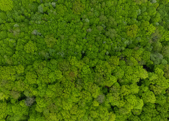 Aerial landscape of a green beech forest
