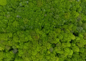 Abwaschbare Fototapete Grün Aerial landscape of a green beech forest