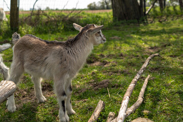 A small cute goat stands on a green field. Goat cub on farm