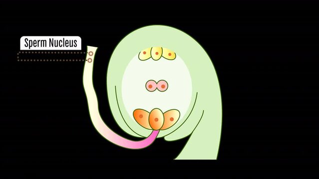 Animation 2D of a Flower Sperm Nucleus, Flower Pollination, Reproduction in Plant Diagram, Flower Organs Animation, Transparent background
